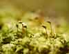 Hylocomium splendens    , Splendid feather moss