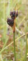 Juncus castaneus