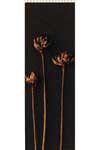 Juncus triglumis
