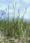 Kobresia myosuroides    , Bellardi bog sedge