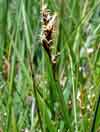 Kobresia simpliciuscula    , simple bog sedge