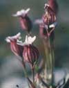 Silene involucrata    , arctic catchfly