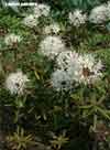 Ledum palustre subsp. decumbens, marsh Labrador tea