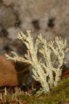 Cladonia macrophylla    , largeleaf cup lichen