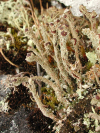 Cladonia macrophylla    , largeleaf cup lichen