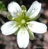 Minuartia obtusiloba