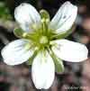 Minuartia obtusiloba    , twinflower sandwort