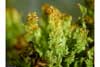 Mnium spinosum