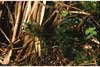Mnium spinosum