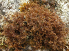 Cetraria nigricans    , cetraria lichen