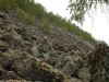 Cetraria nigricans    , cetraria lichen