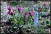 Oxytropis borealis    , boreal locoweed