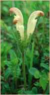 Pedicularis capitata    , capitate lousewort