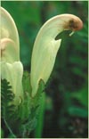 Pedicularis capitata    , capitate lousewort