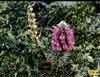 Pedicularis lanata    , woolly lousewort