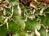 Peltigera