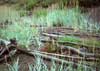 Rumex arcticum    , arctic dock