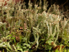 Cladonia phyllophora    , cup lichen