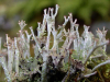 Cladonia phyllophora    , cup lichen