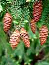 Picea glauca    , white spruce