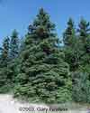 Picea glauca    , white spruce