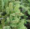 Picea mariana    , black spruce