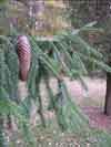 Picea abies