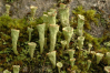 Cladonia pleurota    , cup lichen