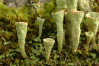 Cladonia pleurota