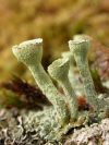 Cladonia pleurota    , cup lichen