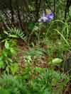 Polemonium acutiflorum    , tall Jacob's-ladder