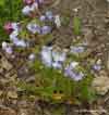 Polemonium boreale    , northern Jacob's-ladder