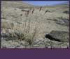 Calamagrostis purpurascens ssp. purpurascens, purple reedgrass