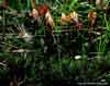 Polytrichum juniperinum
