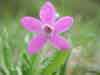 Primula tschuktschorum    , chukchi primrose