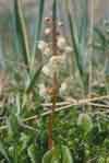 Pyrola grandiflora