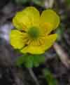 Ranunculus nivalis    , snow buttercup