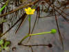 Ranunculus gmelini ssp. gmelini, Gmelin's buttercup