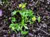 Ranunculus pygmaeus    , pygmy buttercup