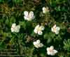 Rubus chamaemorus