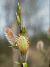 Salix arbusculoides    , littletree willow