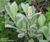 Salix glauca    , grayleaf willow