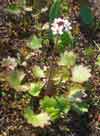 Saxifraga nelsoniana