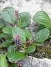 Salix reticulata    , netleaf willow