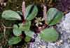 Salix reticulata    , netleaf willow