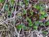 Salix rotundifolia    , least willow