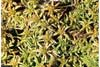 Sphagnum contortum    , contorted sphagnum