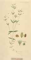Stellaria    , starwort or chickweed