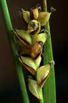 Carex vaginata    , sheathed sedge