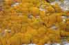 Xanthoria